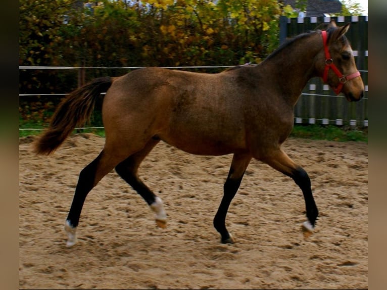 Niemiecki kuc wierzchowy Ogier 1 Rok 148 cm Bułana in Velpke