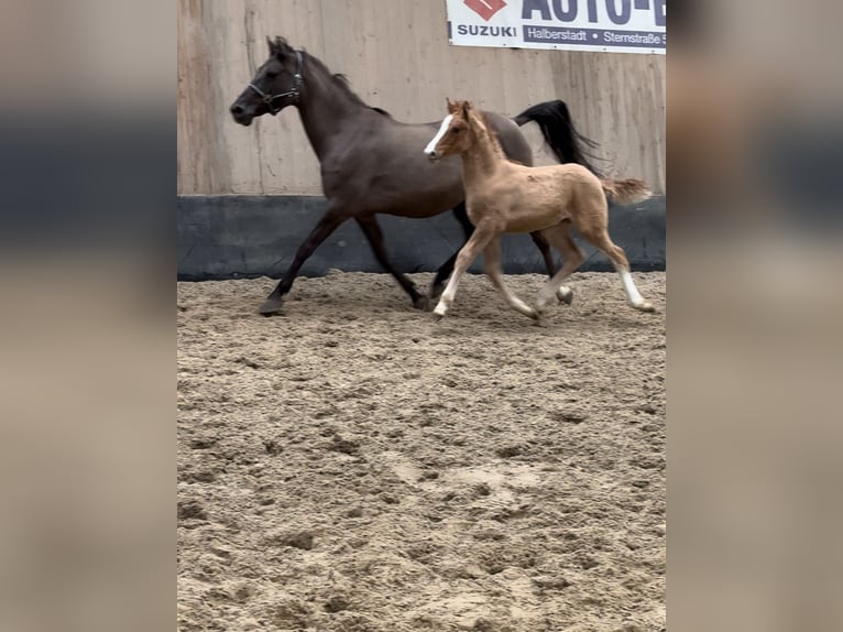 Niemiecki kuc wierzchowy Ogier 1 Rok 148 cm Bułana in Wegeleben