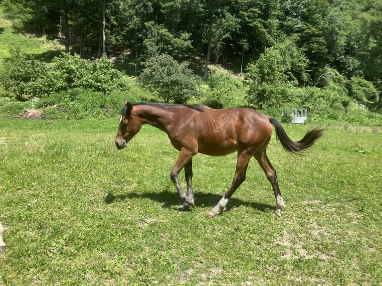 Niemiecki kuc wierzchowy Ogier 1 Rok 148 cm Gniada in St.Georgen an der Leys