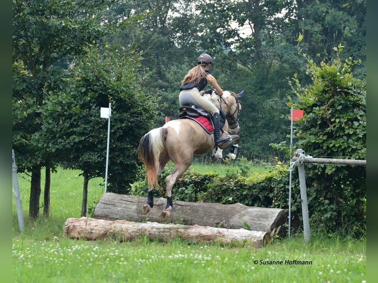 Niemiecki kuc wierzchowy Ogier 1 Rok 148 cm Tobiano wszelkich maści in GödenrothMörsdorf