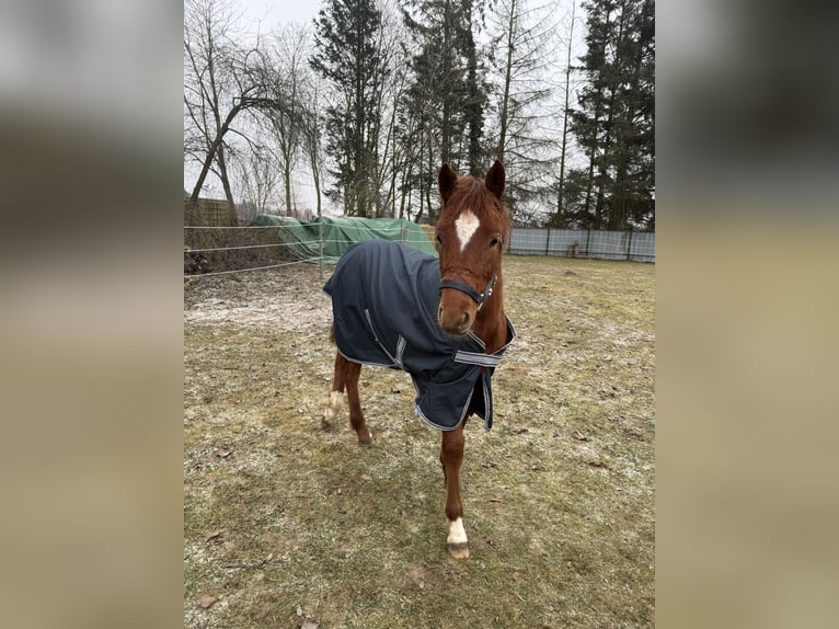 Niemiecki kuc wierzchowy Ogier 1 Rok 150 cm Ciemnokasztanowata in Stralsund