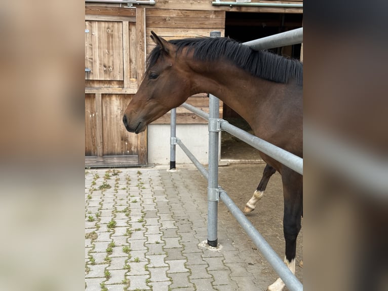 Niemiecki kuc wierzchowy Ogier 1 Rok 150 cm Gniada in Wilburgstetten