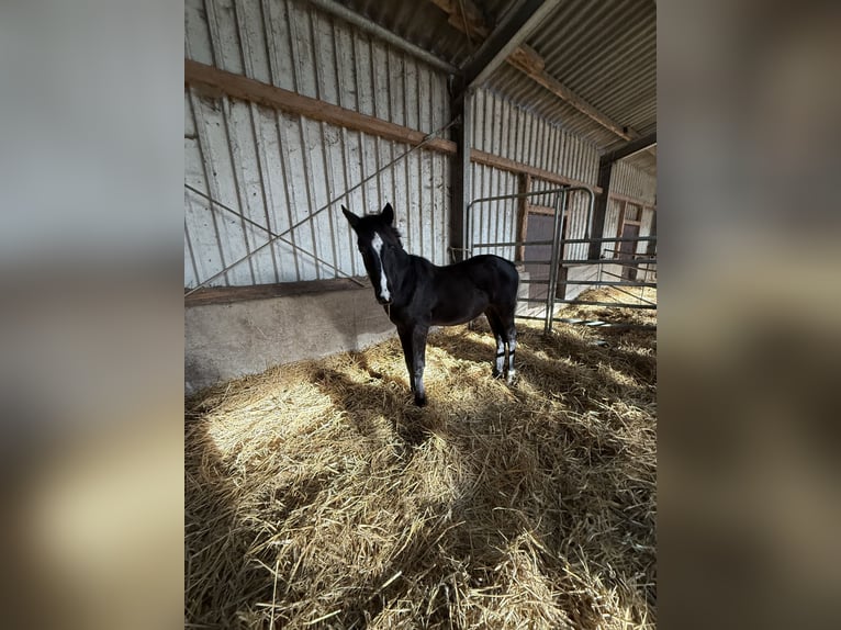 Niemiecki kuc wierzchowy Mix Ogier 1 Rok 160 cm Kara in Schapen