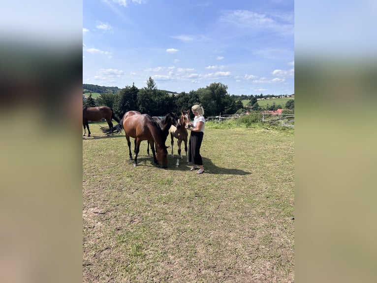 Niemiecki kuc wierzchowy Ogier 1 Rok Bułana in Einbeck