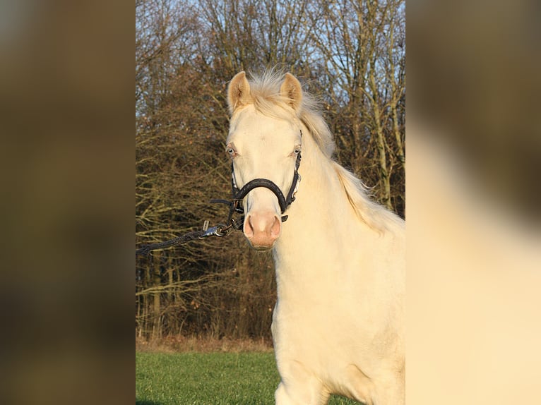 Niemiecki kuc wierzchowy Ogier 1 Rok Cremello in Vetschau