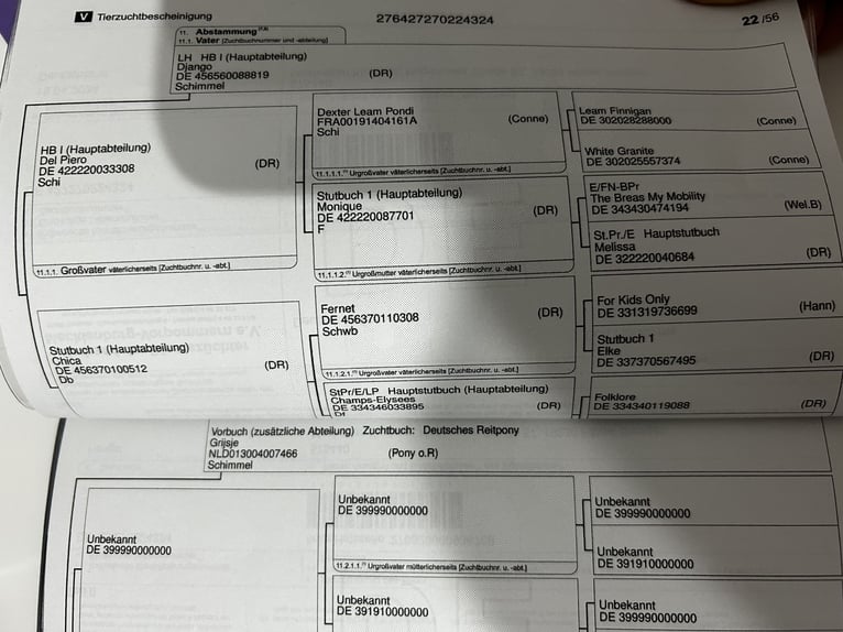 Niemiecki kuc wierzchowy Ogier 1 Rok Jasnogniada in Hagenow