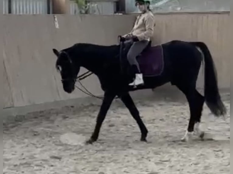 Niemiecki kuc wierzchowy Ogier 21 lat 152 cm Skarogniada in Wildeshausen