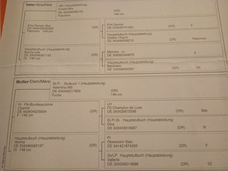 Niemiecki kuc wierzchowy Ogier 2 lat 137 cm Izabelowata in Extertal