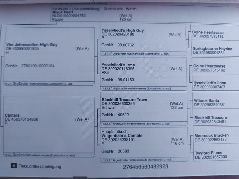 Niemiecki kuc wierzchowy Ogier 2 lat 140 cm Gniada in Esens