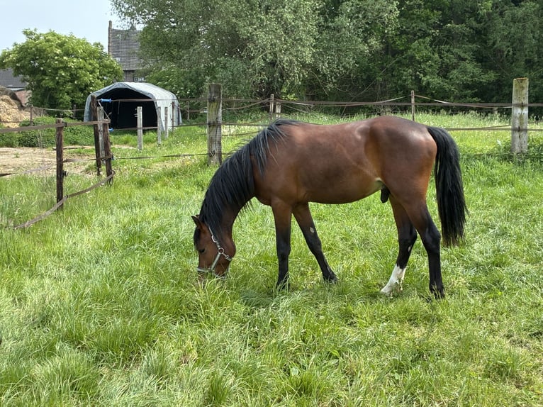 Niemiecki kuc wierzchowy Ogier 2 lat 141 cm Gniada in Kempen