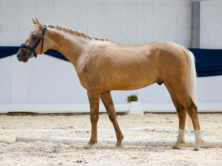 Niemiecki kuc wierzchowy Ogier 2 lat 144 cm Izabelowata in Marsberg