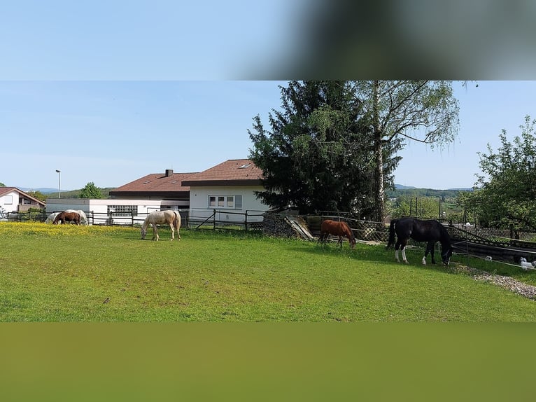 Niemiecki kuc wierzchowy Ogier 2 lat 144 cm Izabelowata in Ebersbach an der Fils Niemiecki kuc wierzchowy Ogier 2 lat 144 cm Izabelowata in Ebersbach an der Fils