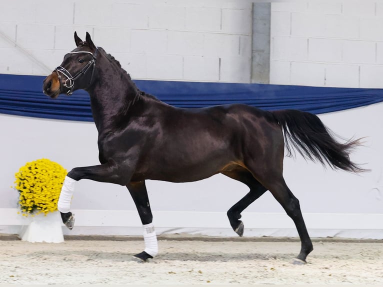Niemiecki kuc wierzchowy Ogier 2 lat 145 cm Gniada in Marsberg