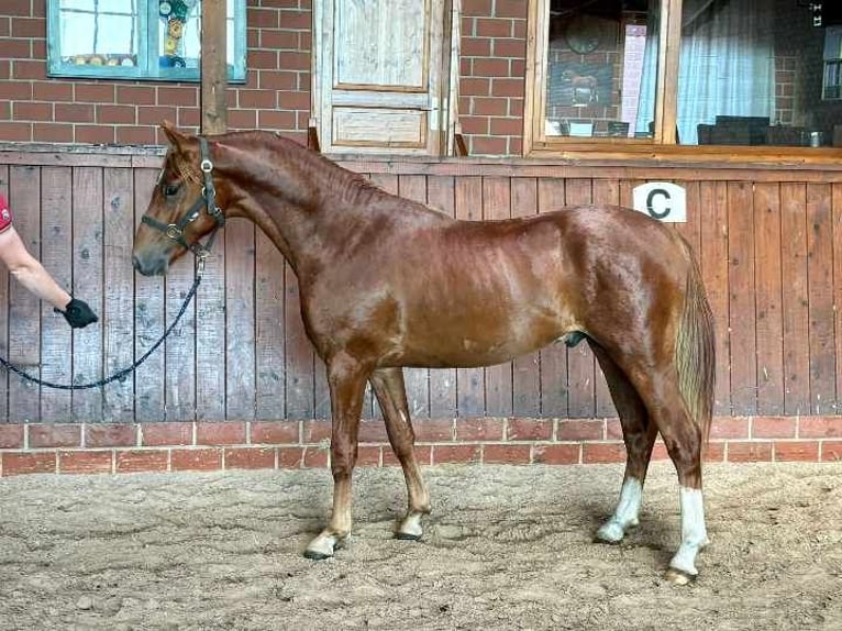 Niemiecki kuc wierzchowy Ogier 2 lat 145 cm Kasztanowata in Hilgenroth