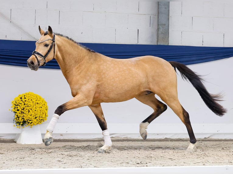 Niemiecki kuc wierzchowy Ogier 2 lat 146 cm Bułana in Marsberg