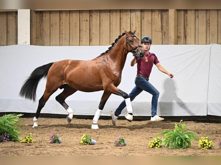 Niemiecki kuc wierzchowy Ogier 2 lat 146 cm Gniada in Gomadingen