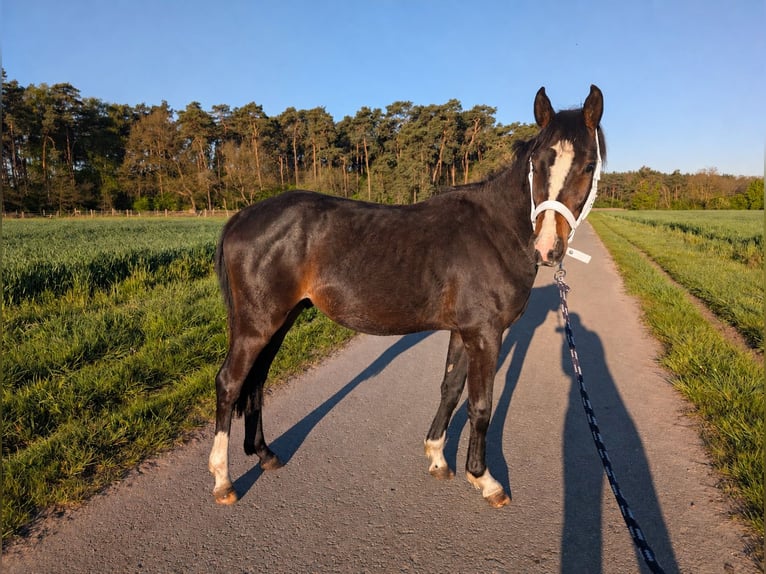 Niemiecki kuc wierzchowy Ogier 2 lat 146 cm Gniada in Burgwedel