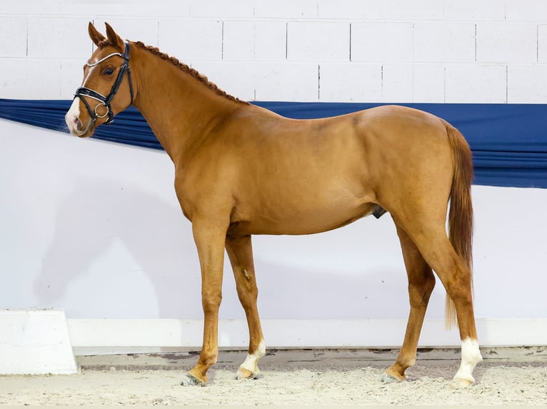 Niemiecki kuc wierzchowy Ogier 2 lat 146 cm Kasztanowata in Marsberg