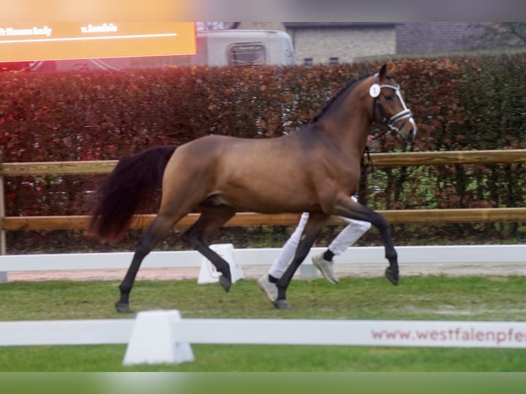 Niemiecki kuc wierzchowy Ogier 2 lat 147 cm Gniada in Paderborn