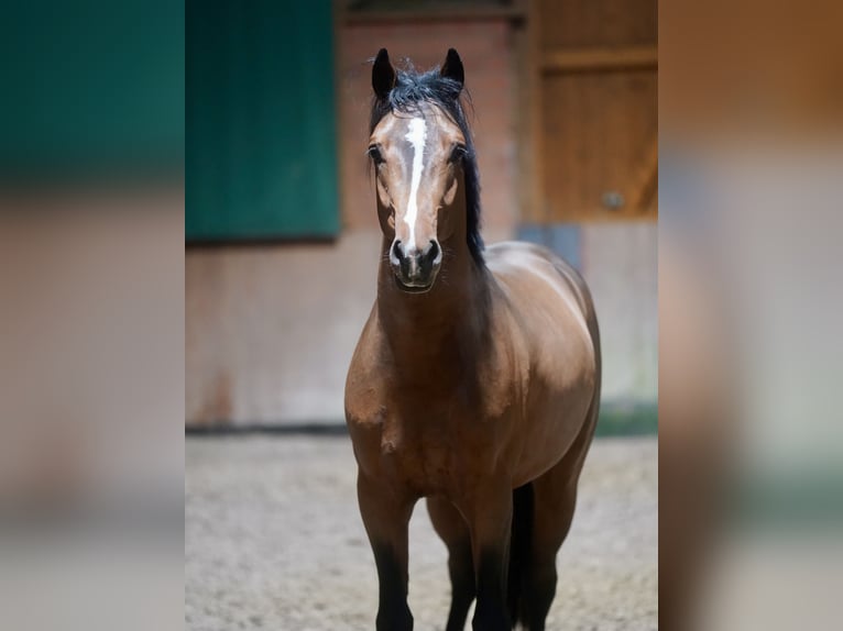 Niemiecki kuc wierzchowy Ogier 2 lat 147 cm Gniada in Paderborn