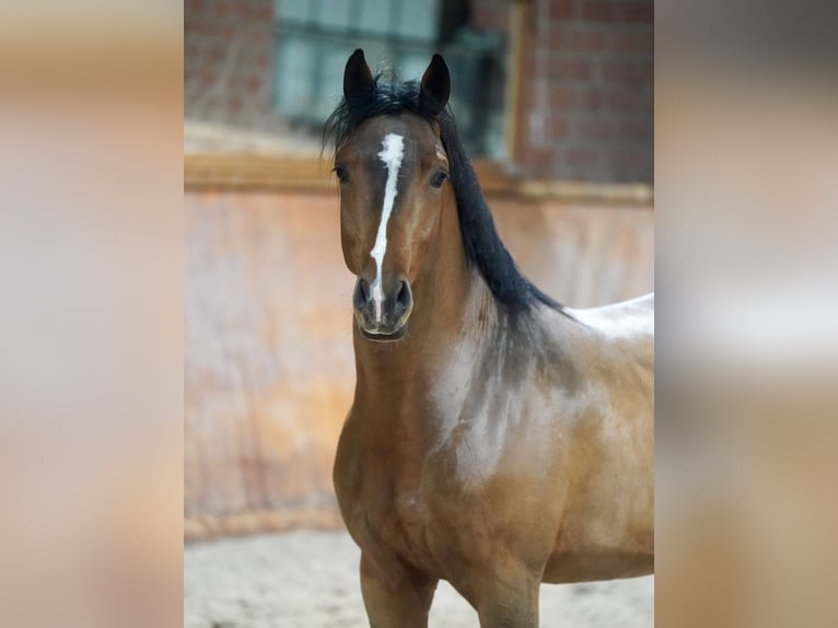 Niemiecki kuc wierzchowy Ogier 2 lat 147 cm Gniada in Paderborn