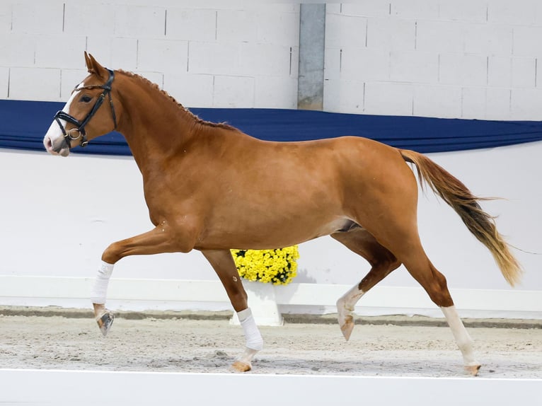 Niemiecki kuc wierzchowy Ogier 2 lat 147 cm Izabelowata in Marsberg