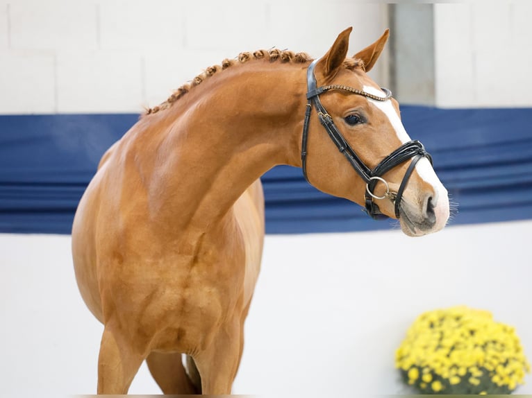 Niemiecki kuc wierzchowy Ogier 2 lat 147 cm Izabelowata in Marsberg