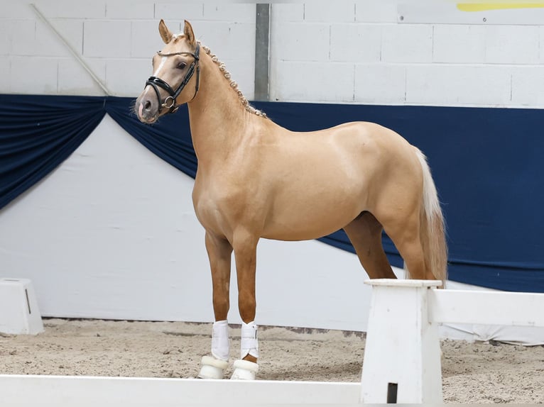 Niemiecki kuc wierzchowy Ogier 2 lat 148 cm Izabelowata in Marsberg