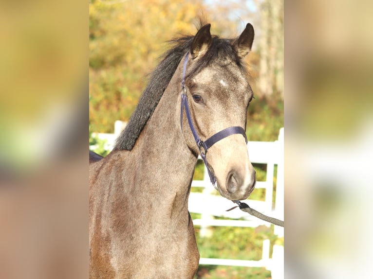 Niemiecki kuc wierzchowy Ogier 2 lat 148 cm Jelenia in Selsingen