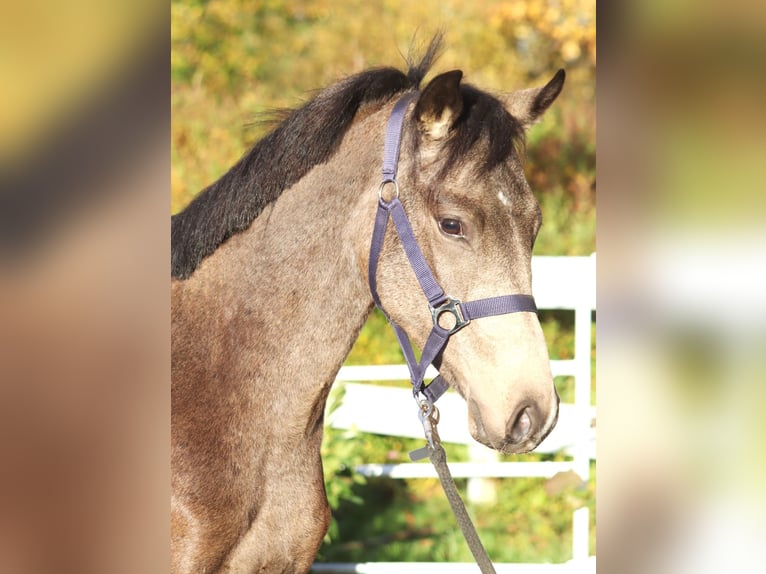 Niemiecki kuc wierzchowy Ogier 2 lat 148 cm Jelenia in Selsingen