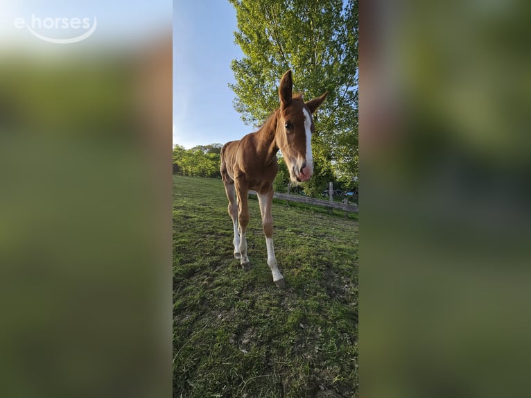 Niemiecki kuc wierzchowy Ogier 2 lat 152 cm Kasztanowata in Wermelskirchen