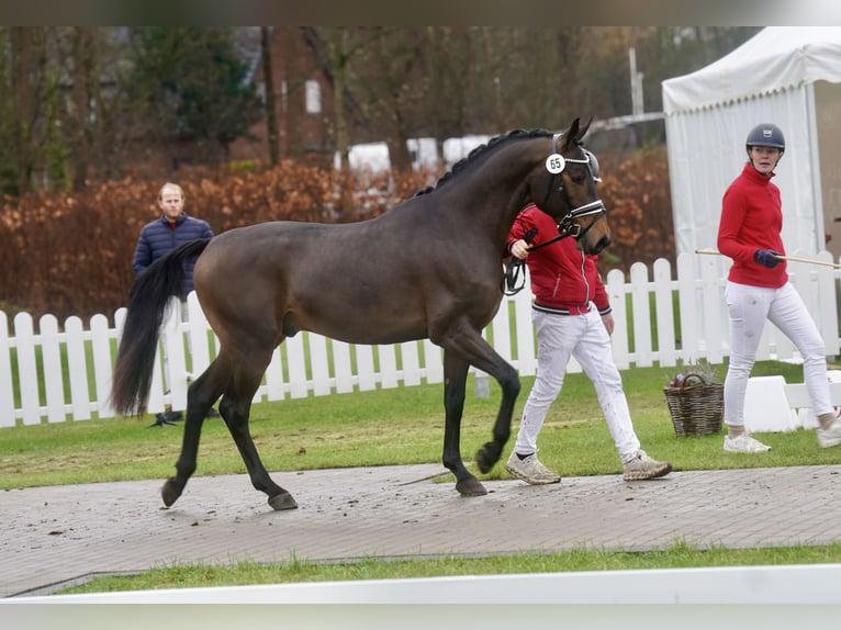 Niemiecki kuc wierzchowy Mix Ogier 2 lat 154 cm Gniada in Paderborn