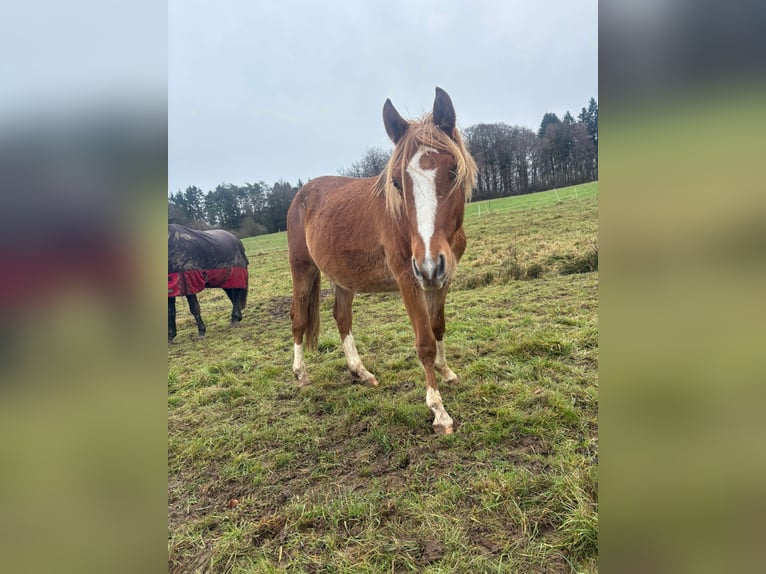 Niemiecki kuc wierzchowy Ogier 2 lat Kasztanowata in Montabaur