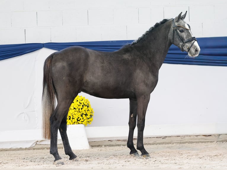 Niemiecki kuc wierzchowy Ogier 3 lat 137 cm Siwa in Marsberg