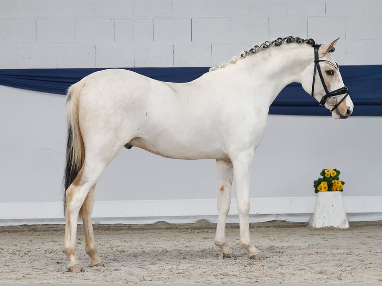 Niemiecki kuc wierzchowy Ogier 3 lat 137 cm Srokata in Marsberg