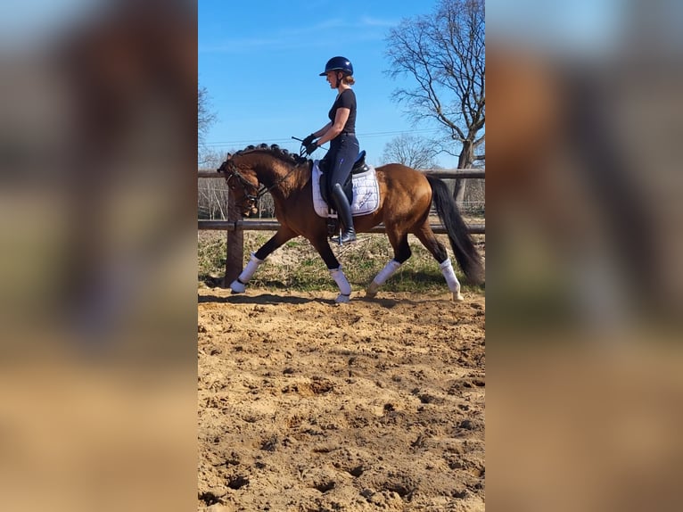 Niemiecki kuc wierzchowy Ogier 3 lat 142 cm Gniada in Borgdorf-Seedorf