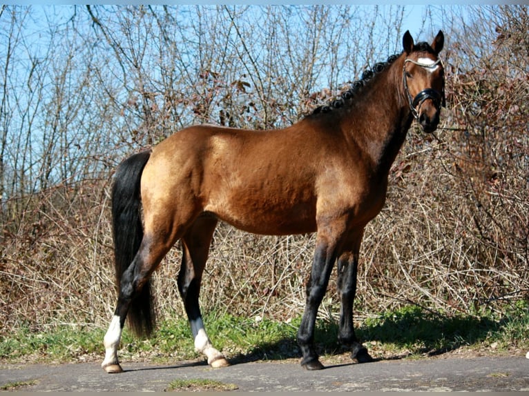 Niemiecki kuc wierzchowy Ogier 3 lat 142 cm Gniada in Borgdorf-Seedorf