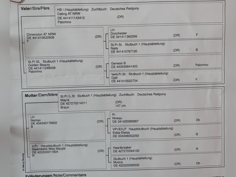 Niemiecki kuc wierzchowy Ogier 3 lat 143 cm Bułana in Langenenslingen