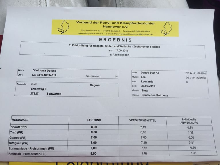 Niemiecki kuc wierzchowy Ogier 3 lat 143 cm Gniada in Bruchhausen-Vilsen