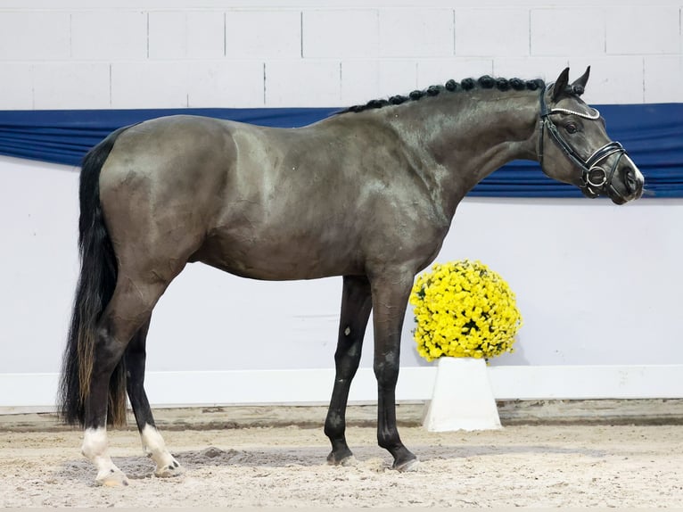 Niemiecki kuc wierzchowy Ogier 3 lat 144 cm Bułana in Marsberg