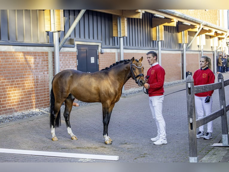 Niemiecki kuc wierzchowy Ogier 3 lat 144 cm Gniada in Neuenkirchen-Vörden