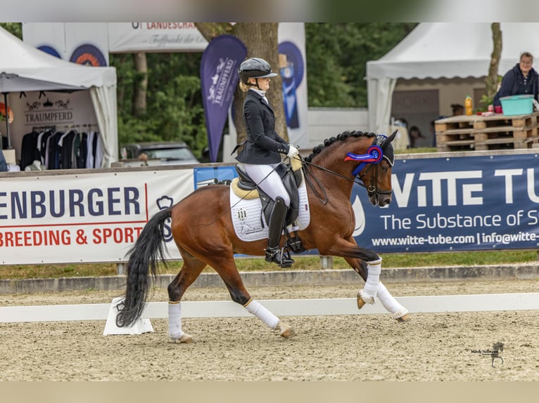 Niemiecki kuc wierzchowy Ogier 3 lat 144 cm Gniada in Neuenkirchen-Vörden