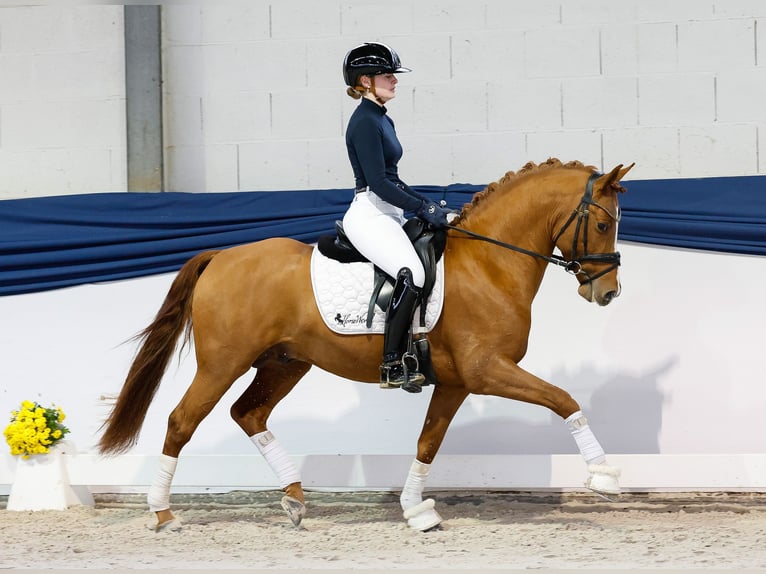 Niemiecki kuc wierzchowy Ogier 3 lat 144 cm Kasztanowata in Marsberg Niemiecki kuc wierzchowy Ogier 3 lat 144 cm Kasztanowata in Marsberg