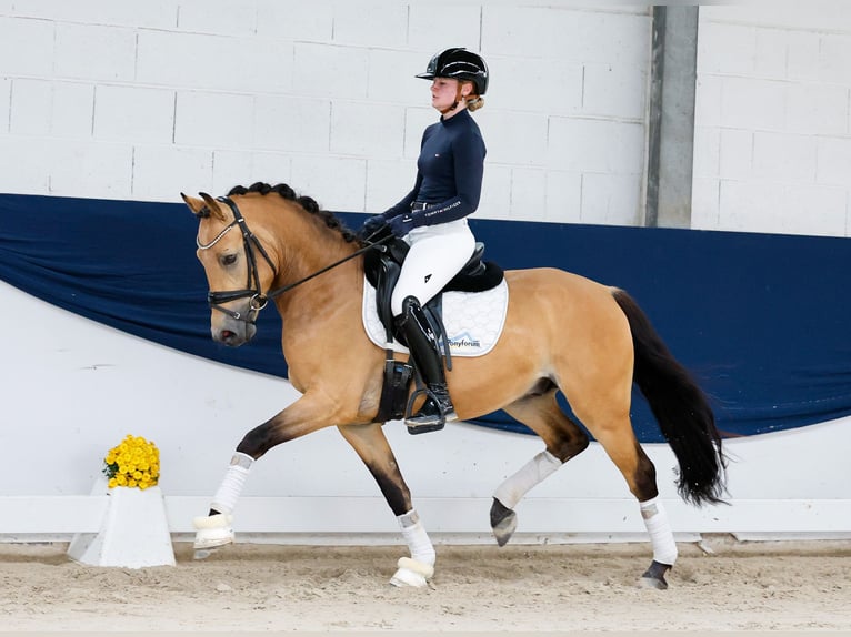 Niemiecki kuc wierzchowy Ogier 3 lat 145 cm Bułana in Marsberg