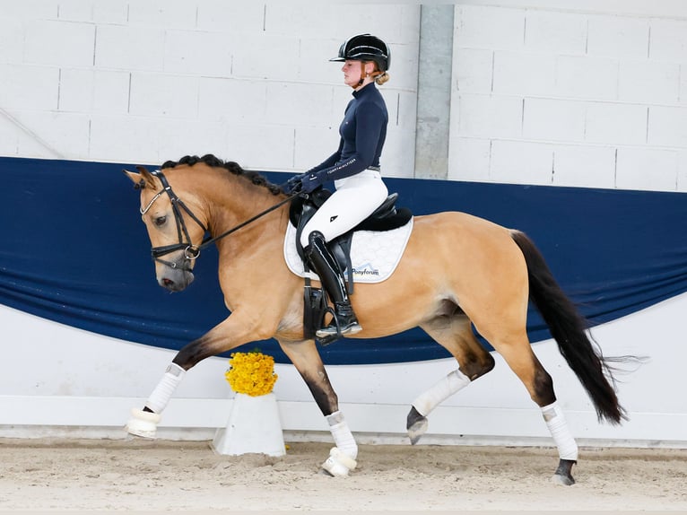 Niemiecki kuc wierzchowy Ogier 3 lat 145 cm Bułana in Marsberg
