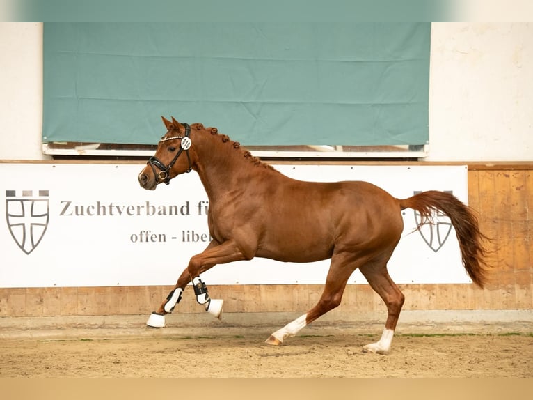 Niemiecki kuc wierzchowy Ogier 3 lat 145 cm Ciemnokasztanowata in Ahrensburg