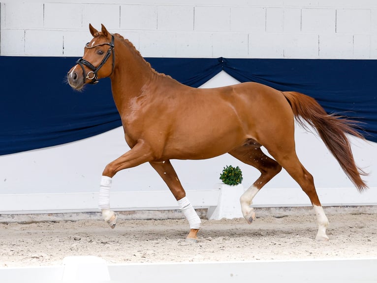 Niemiecki kuc wierzchowy Ogier 3 lat 145 cm Ciemnokasztanowata in Marsberg