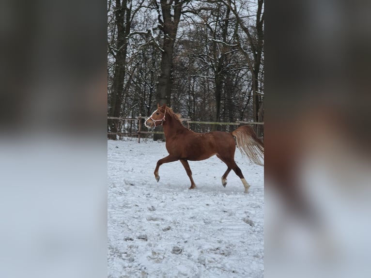 Niemiecki kuc wierzchowy Ogier 3 lat 146 cm Ciemnokasztanowata in Vienenburg