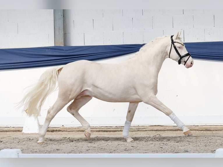 Niemiecki kuc wierzchowy Ogier 3 lat 146 cm Cremello in Marsberg