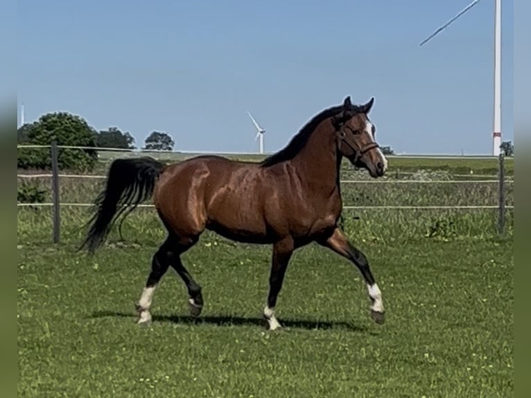 Niemiecki kuc wierzchowy Ogier 3 lat 146 cm Gniada in Prinzhöfte